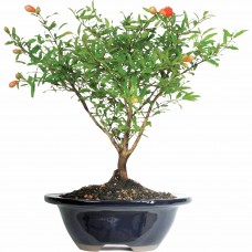 Pomegranate Bonsai Tree   552967659